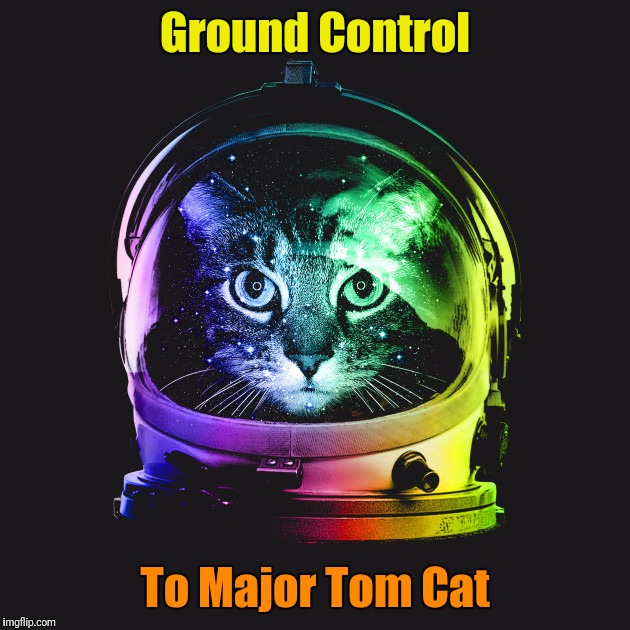 Ground Control; To Major Tom Cat​ | image tagged in cats,david bowie,ground control,major tom | made w/ Imgflip meme maker