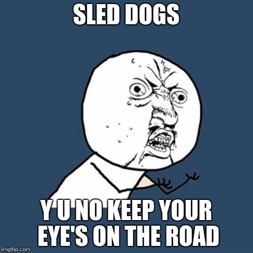 Y U No Meme | SLED DOGS Y U NO KEEP YOUR EYE'S ON THE ROAD | image tagged in memes,y u no | made w/ Imgflip meme maker