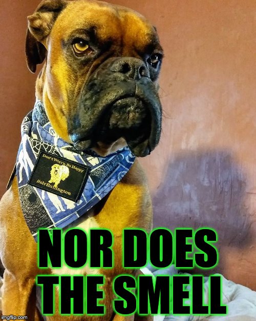 Grumpy Dog | NOR DOES THE SMELL | image tagged in grumpy dog | made w/ Imgflip meme maker