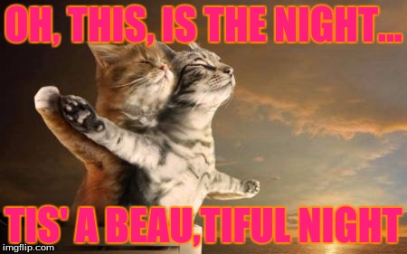 catslovers | OH, THIS, IS THE NIGHT... TIS' A BEAU,TIFUL NIGHT | image tagged in catslovers | made w/ Imgflip meme maker