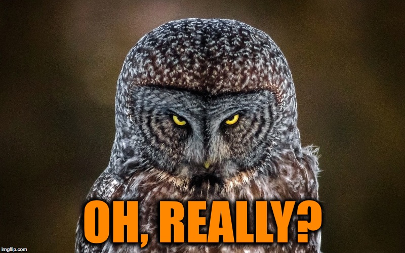 Political Campaign Promises ... yeah, I've heard 'em all | OH, REALLY? | image tagged in great grey owl not impressed | made w/ Imgflip meme maker