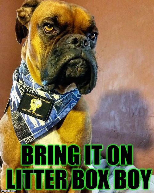 Grumpy Dog | BRING IT ON LITTER BOX BOY | image tagged in grumpy dog | made w/ Imgflip meme maker