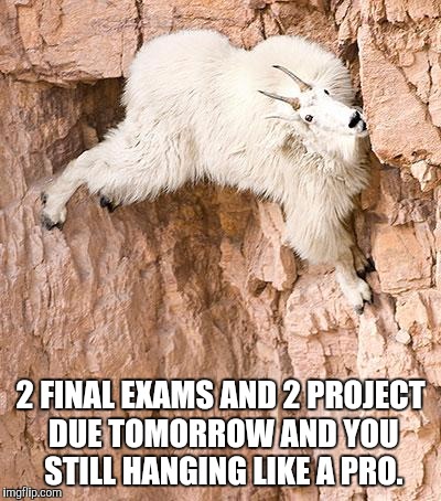 mountain goat | 2 FINAL EXAMS AND 2 PROJECT DUE TOMORROW AND YOU STILL HANGING LIKE A PRO. | image tagged in mountain goat | made w/ Imgflip meme maker