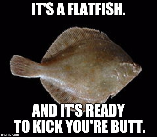 IT'S A FLATFISH. AND IT'S READY TO KICK YOU'RE BUTT. | made w/ Imgflip meme maker