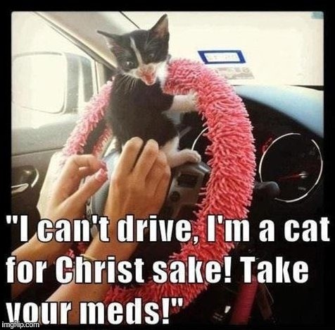 Cats can't drive | image tagged in cats | made w/ Imgflip meme maker