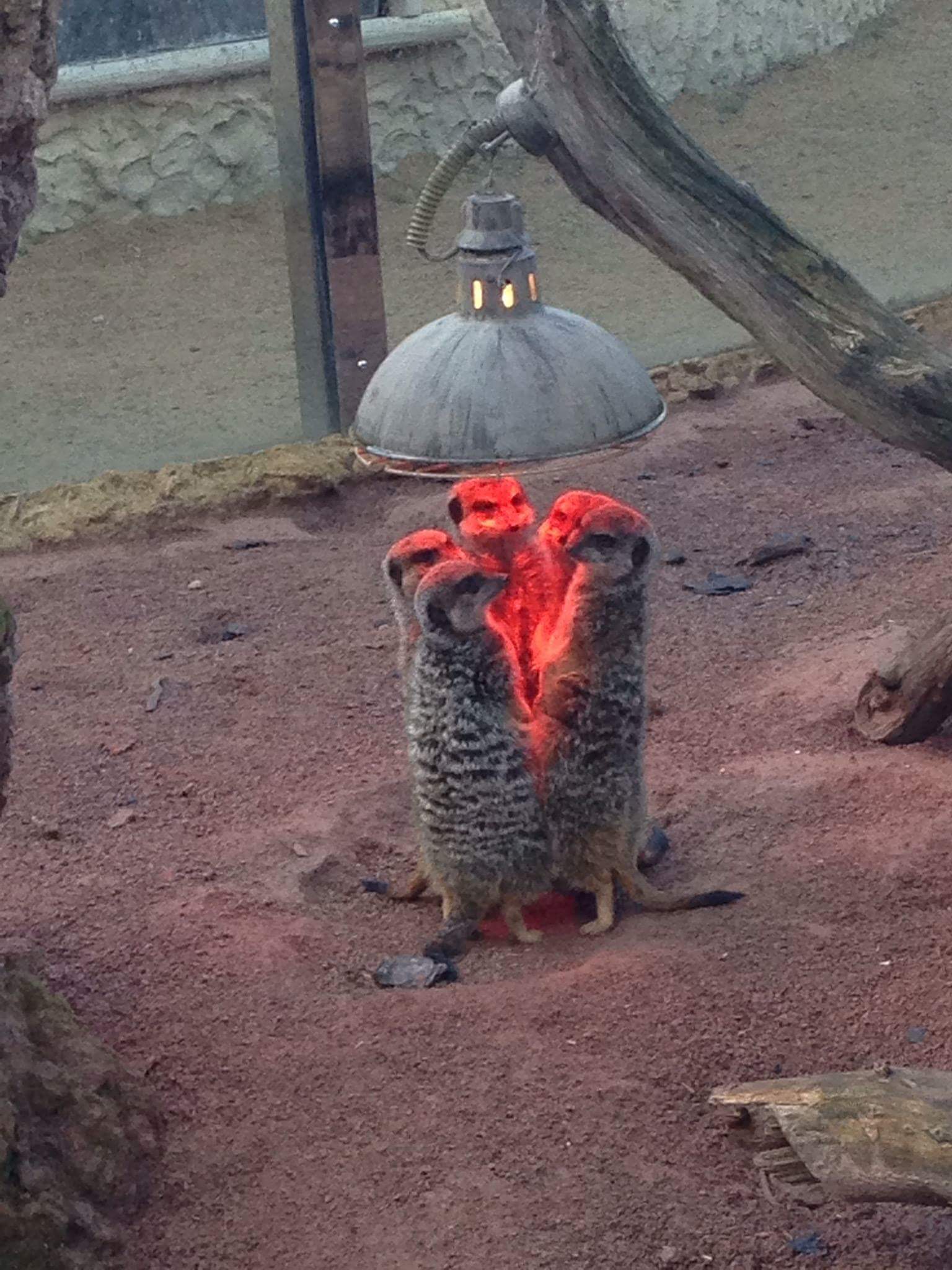 Meerkats Blank Meme Template