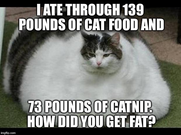 fat cat 2 | I ATE THROUGH 139 POUNDS OF CAT FOOD AND; 73 POUNDS OF CATNIP. HOW DID YOU GET FAT? | image tagged in fat cat 2 | made w/ Imgflip meme maker