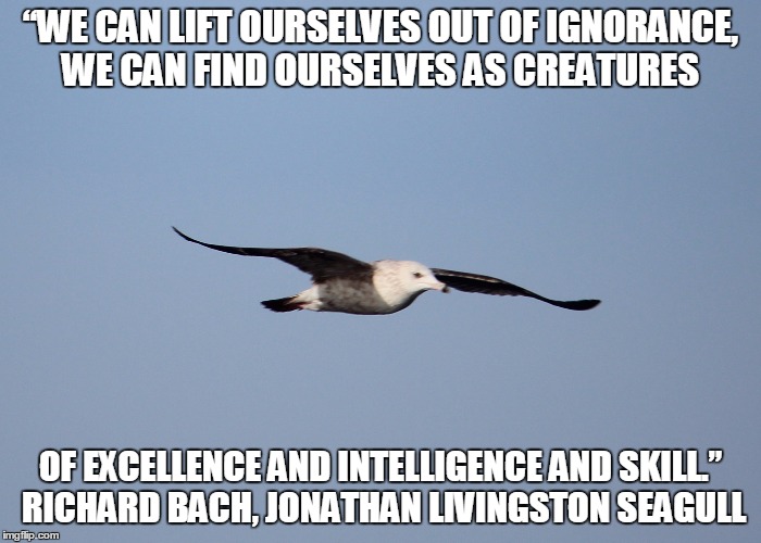 “WE CAN LIFT OURSELVES OUT OF IGNORANCE, WE CAN FIND OURSELVES AS CREATURES; OF EXCELLENCE AND INTELLIGENCE AND SKILL.” RICHARD BACH, JONATHAN LIVINGSTON SEAGULL | image tagged in flight,wise | made w/ Imgflip meme maker