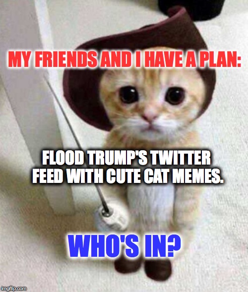 Its not mean, its genius... |  MY FRIENDS AND I HAVE A PLAN:; FLOOD TRUMP'S TWITTER FEED WITH CUTE CAT MEMES. WHO'S IN? | image tagged in twitter,cute cat,occupy,trump,funny memes | made w/ Imgflip meme maker