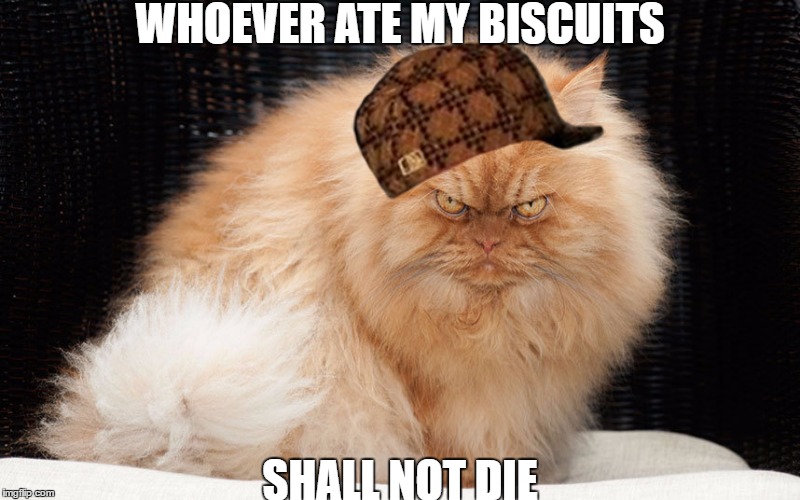 Angry Cat | WHOEVER ATE MY BISCUITS; SHALL NOT DIE | image tagged in angry cat,scumbag | made w/ Imgflip meme maker