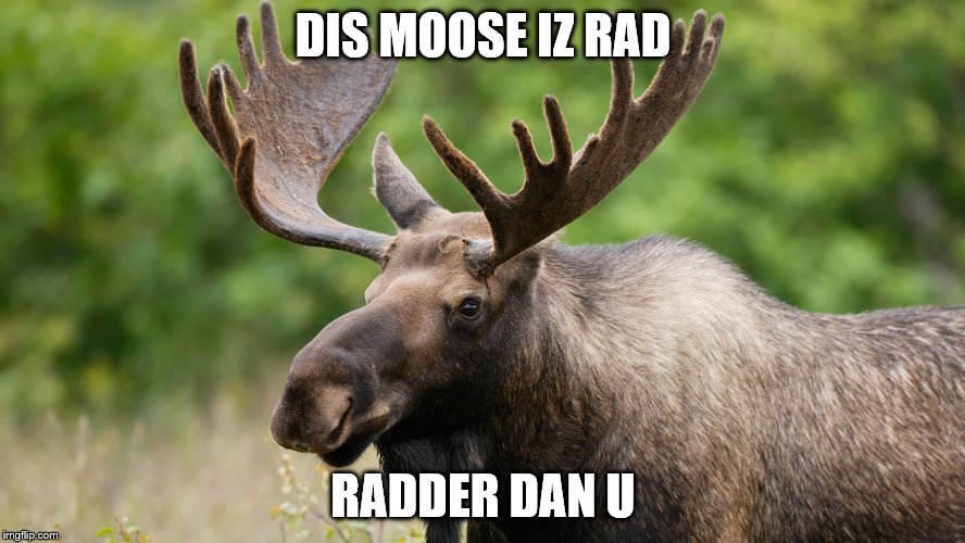 DIS MOOSE IZ RAD; RADDER DAN U | image tagged in moose iz rad | made w/ Imgflip meme maker