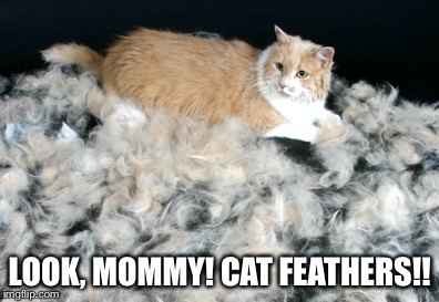 LOOK, MOMMY!
CAT FEATHERS!! | image tagged in cat feathers | made w/ Imgflip meme maker