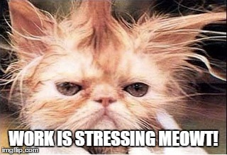 Stressed Cat | WORK IS STRESSING MEOWT! | image tagged in stressed cat | made w/ Imgflip meme maker