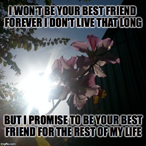 I WON'T BE YOUR BEST FRIEND FOREVER I DON'T LIVE THAT LONG; BUT I PROMISE TO BE YOUR BEST FRIEND FOR THE REST OF MY LIFE | image tagged in sunshine | made w/ Imgflip meme maker