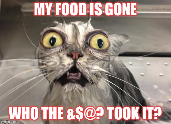 surprised cat | MY FOOD IS GONE; WHO THE &$@? TOOK IT? | image tagged in surprised cat | made w/ Imgflip meme maker