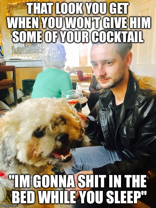 THAT LOOK YOU GET WHEN YOU WON'T GIVE HIM SOME OF YOUR COCKTAIL; "IM GONNA SHIT IN THE BED WHILE YOU SLEEP" | image tagged in dog memes | made w/ Imgflip meme maker