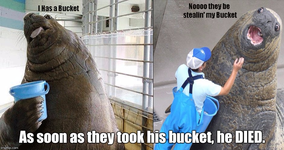 Maybe Lolrus was a bucket walrus: you know, when tree people stay away from their tree for too long they die. Dead Meme Week! | As soon as they took his bucket, he DIED. | image tagged in i has a bucket,lolrus | made w/ Imgflip meme maker