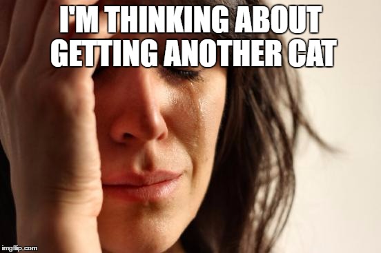 First World Problems Meme | I'M THINKING ABOUT GETTING ANOTHER CAT | image tagged in memes,first world problems | made w/ Imgflip meme maker