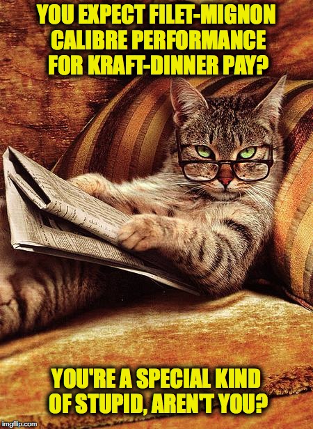 Ya Get Whatcha Pay For  | YOU EXPECT FILET-MIGNON CALIBRE PERFORMANCE FOR KRAFT-DINNER PAY? YOU'RE A SPECIAL KIND OF STUPID, AREN'T YOU? | image tagged in cat reading | made w/ Imgflip meme maker