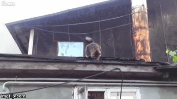 1oawzt.gif
