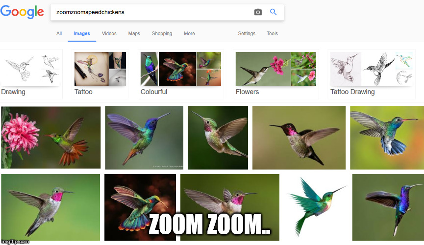 zoomzoomspeedchickens | ZOOM ZOOM.. | image tagged in bird,birb,humming,silly,useless | made w/ Imgflip meme maker