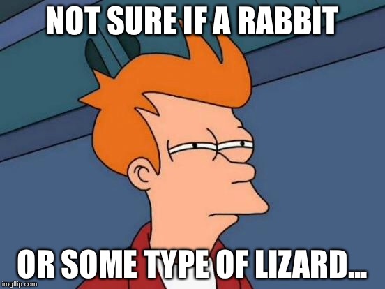 Futurama Fry Meme | NOT SURE IF A RABBIT OR SOME TYPE OF LIZARD... | image tagged in memes,futurama fry | made w/ Imgflip meme maker
