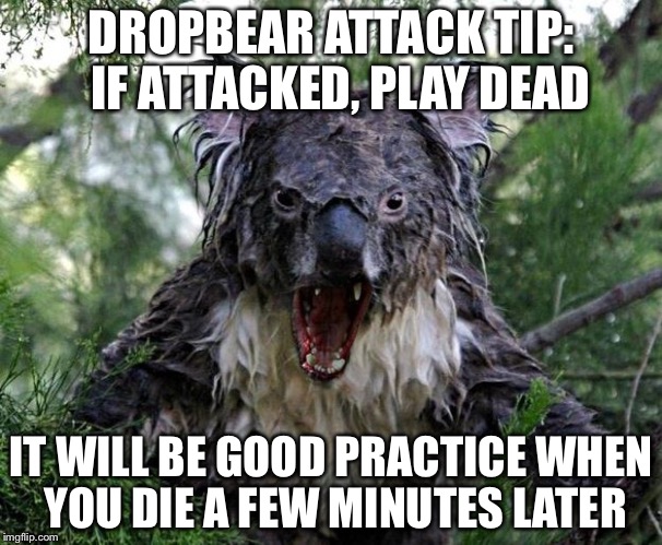 Dropbear Attack Tip | DROPBEAR ATTACK TIP: 
IF ATTACKED, PLAY DEAD; IT WILL BE GOOD PRACTICE WHEN YOU DIE A FEW MINUTES LATER | image tagged in angry koala,dropbear,attacked,dead | made w/ Imgflip meme maker