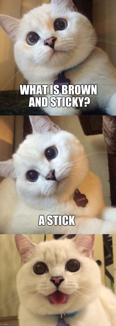 lamest joke ever? + cat | WHAT IS BROWN AND STICKY? A STICK | image tagged in bad pun cat | made w/ Imgflip meme maker