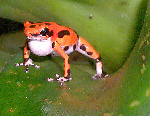 Poison Dart Frog Blank Meme Template