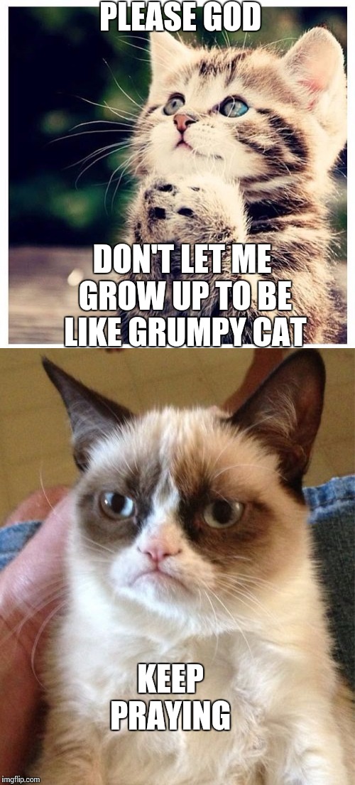 Keep praying | PLEASE GOD; DON'T LET ME GROW UP TO BE LIKE GRUMPY CAT; KEEP PRAYING | image tagged in grumpy cat,praying cat,memes | made w/ Imgflip meme maker