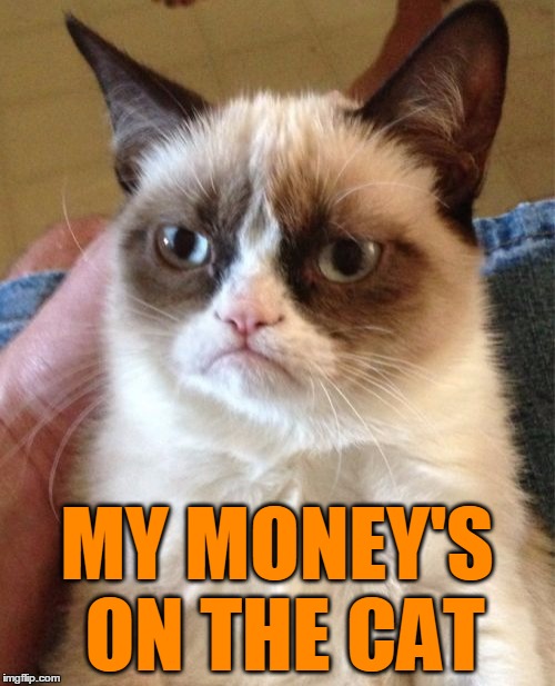 Grumpy Cat Meme | MY MONEY'S ON THE CAT | image tagged in memes,grumpy cat | made w/ Imgflip meme maker