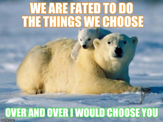 Polar Bears | WE ARE FATED TO DO THE THINGS WE CHOOSE; OVER AND OVER I WOULD CHOOSE YOU | image tagged in polar bears | made w/ Imgflip meme maker