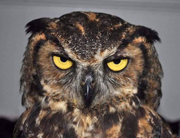 High Quality angry owl Blank Meme Template