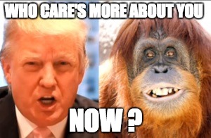 Donald trump is an orangutan | WHO CARE'S MORE ABOUT YOU; NOW ? | image tagged in donald trump is an orangutan | made w/ Imgflip meme maker