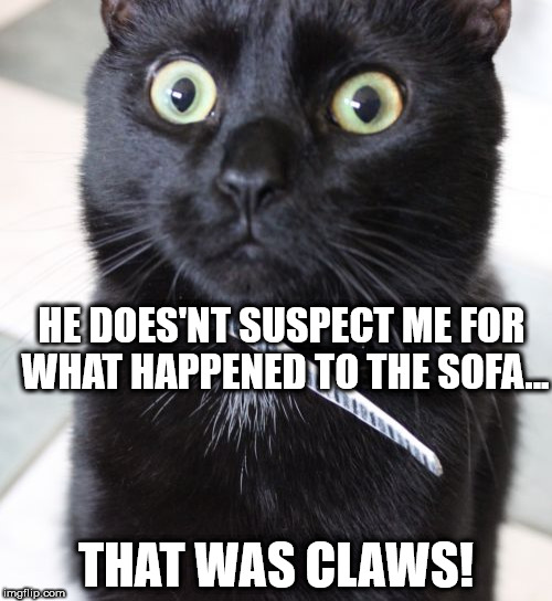 Woah Kitty | HE DOES'NT SUSPECT ME FOR WHAT HAPPENED TO THE SOFA... THAT WAS CLAWS! | image tagged in memes,woah kitty | made w/ Imgflip meme maker