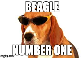 BEAGLE; NUMBER ONE | image tagged in cool beagle | made w/ Imgflip meme maker