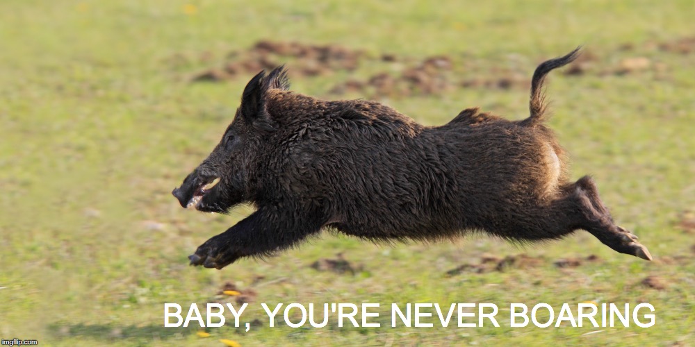 Pig me! Pig me! | BABY, YOU'RE NEVER BOARING | image tagged in janey mack meme,flirty meme,funny,baby you're never boaring,boar | made w/ Imgflip meme maker