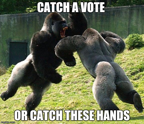 GorillaFight | CATCH A VOTE; OR CATCH THESE HANDS | image tagged in gorillafight | made w/ Imgflip meme maker