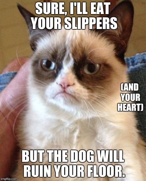 Grumpy Cat Meme | SURE, I'LL EAT YOUR SLIPPERS BUT THE DOG WILL RUIN YOUR FLOOR. (AND YOUR HEART) | image tagged in memes,grumpy cat | made w/ Imgflip meme maker