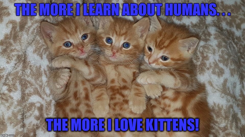 The more I love kittens | THE MORE I LEARN ABOUT HUMANS. . . THE MORE I LOVE KITTENS! | image tagged in humans,kittens | made w/ Imgflip meme maker
