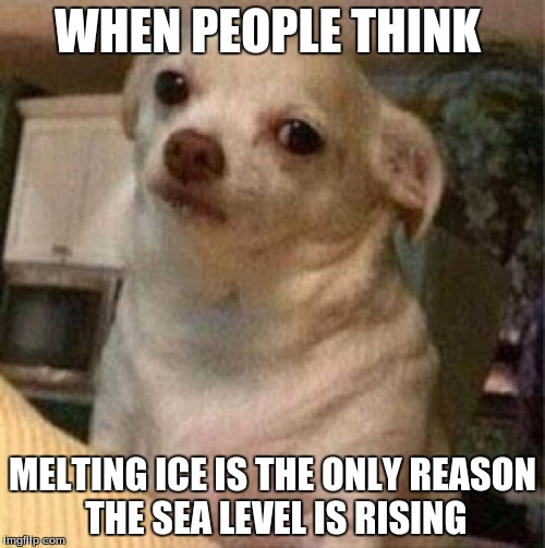 Chihuahua dog | WHEN PEOPLE THINK; MELTING ICE IS THE ONLY REASON THE SEA LEVEL IS RISING | image tagged in chihuahua dog | made w/ Imgflip meme maker