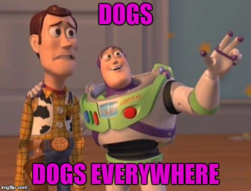 X, X Everywhere | DOGS; DOGS EVERYWHERE | image tagged in memes,x x everywhere | made w/ Imgflip meme maker