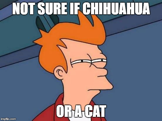 Not sure | NOT SURE IF CHIHUAHUA; OR A CAT | image tagged in memes,futurama fry,chihuahua,cat,dog | made w/ Imgflip meme maker