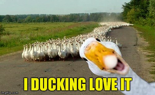 I DUCKING LOVE IT | made w/ Imgflip meme maker