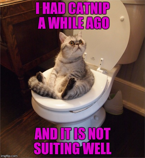 Cat On Toilet  | I HAD CATNIP A WHILE AGO; AND IT IS NOT SUITING WELL | image tagged in memes,funny,cats,toilet,catnip | made w/ Imgflip meme maker