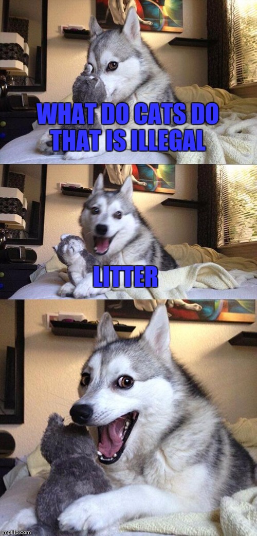 Cat Puns | WHAT DO CATS DO THAT IS ILLEGAL; LITTER | image tagged in memes,bad pun dog,cats | made w/ Imgflip meme maker