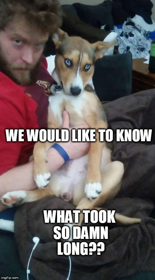 WHAT TOOK SO DAMN LONG?? WE WOULD LIKE TO KNOW | image tagged in funny dog memes | made w/ Imgflip meme maker