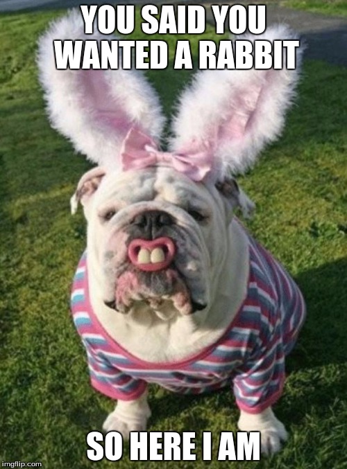 Best Bulldog Bunny | YOU SAID YOU WANTED A RABBIT; SO HERE I AM | image tagged in best bulldog bunny | made w/ Imgflip meme maker
