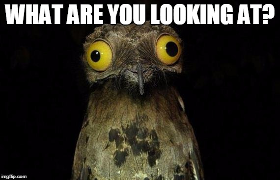 Weird Stuff I Do Potoo | WHAT ARE YOU LOOKING AT? | image tagged in memes,weird stuff i do potoo | made w/ Imgflip meme maker