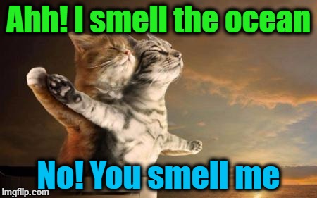 catslovers | Ahh! I smell the ocean; No! You smell me | image tagged in catslovers | made w/ Imgflip meme maker